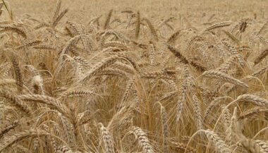 Campagne céréalière 2026 : 90 millions de quintaux attendus, 15 millions visés en stockage