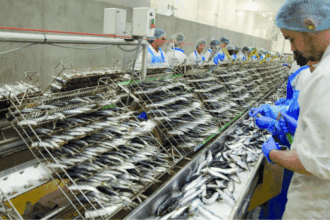 &ldquo;Sardine en péril, industrie en détresse&rdquo;... L'UNICOP alerte sur une crise dans la conserve de poisson