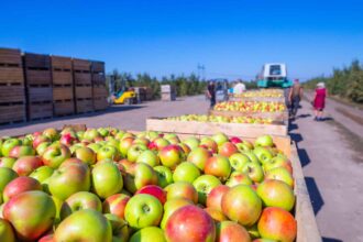 L’agriculture marocaine cartonne à l’export : +211% en une décennie
