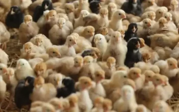 Aviculture : la chaleur actuelle pèse sur le poids moyen, le marché reste équilibré