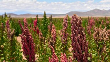 Le quinoa à Larache avec Al Moutmir : un rendement exceptionnel de 25 quintaux/ha