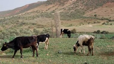 L'Espagne suspend ses exportations de bovins vers le Maroc (média espagnol)