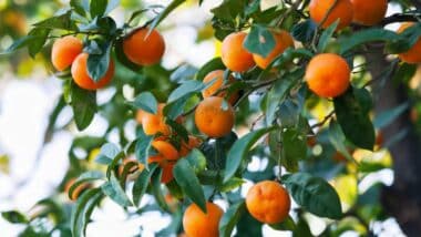 Comment le Maroc mise sur la technique des mâles stériles pour protéger ses agrumes