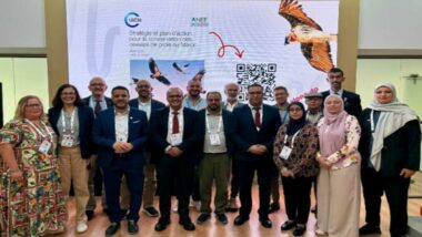 Le Maroc lance une stratégie nationale pour la conservation des rapaces
