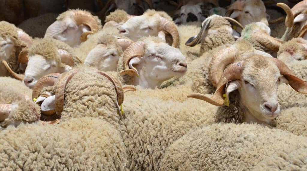 Aïd al-Adha : tour d’horizon des prix des moutons à Casablanca