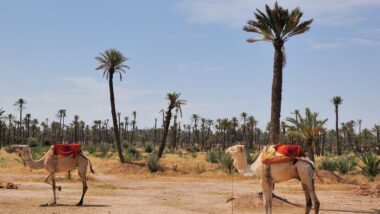 Les activités qu’il est possible de faire à la Palmeraie de Marrakech