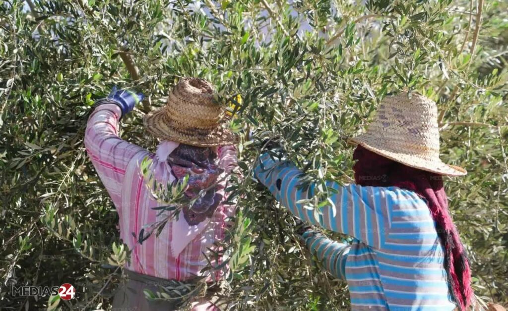 Huile d’olive. Les producteurs espèrent une récolte record en 2026