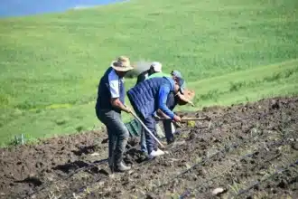 La campagne agricole relancée par les pluies, les grandes cultures et le maraîchage en forte progression