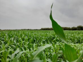 Pluies, barrages, emblavements : Béni Mellal-Khénifra retrouve une dynamique agricole positive après 7 ans de sécheresse