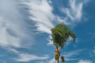 Prévisions météo pour le dimanche 25 janvier 2026