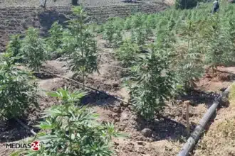 Cannabis licite : une délégation ghanéenne s’enquiert de l’expérience marocaine