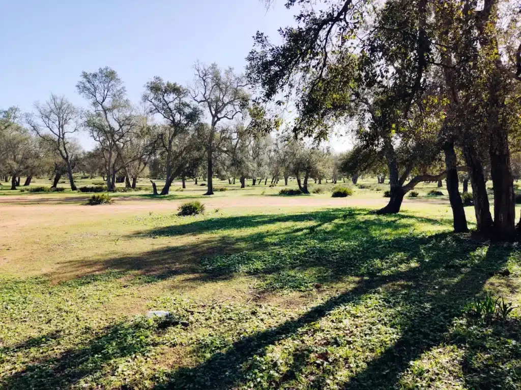 Forêt de la Maâmora : pas d’abattage massif, rassure l'Agence des eaux et forêts