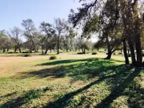 Forêt de la Maâmora : pas d’abattage massif, rassure l'Agence des eaux et forêts