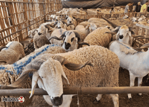 Aïd Al Adha: Le gouvernement réagit enfin à la flambée des prix du mouton