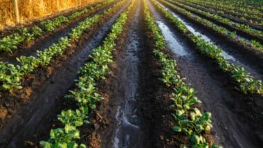 Campagne agricole 2025-2026. Après un hiver pluvieux, où en est réellement la saison ?