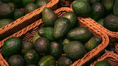 Avocat : la production marocaine chute de moitié, les exportations impactées