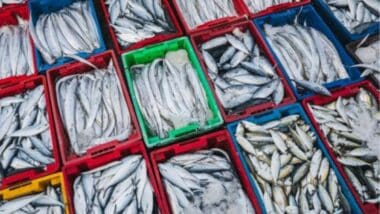 Sardines marocaines : les conserveries espagnoles s’inquiètent de la suspension des exportations