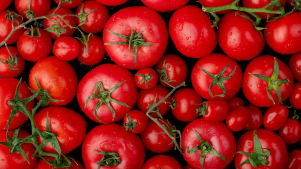 Exportations de tomates : la suspension ne concerne que la filière industrielle vers l’Afrique
