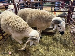 Aïd al-Adha. Offre abondante, prix attendus en baisse… Akhannouch presse les éleveurs de mettre les troupeaux sur le marché