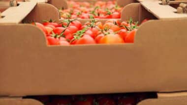 Tomate : après une chute brutale des prix, les exportations reprennent et soulagent les producteurs