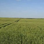 Agriculture. Les engrais importés s'envolent de 40% à 60%, les agriculteurs sous pression