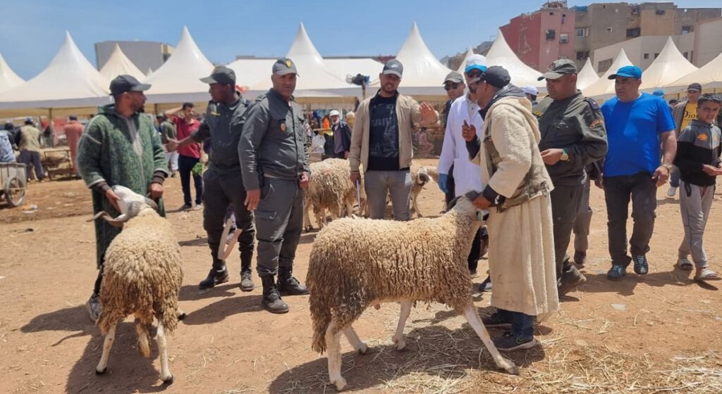 Ovins. À quelques jours de Aïd al-Adha, les opérations de contrôle vont-elles vraiment maîtriser le marché ?