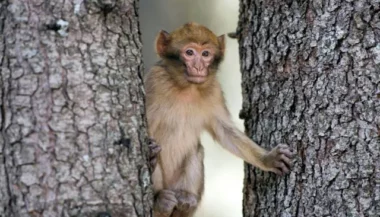 En voie de disparition, une nouvelle vie pour les singes magots au parc national de Tazekka