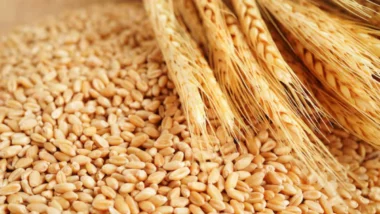 Blé : récolte record, droits de douane, stockage… le nouveau pari du Maroc