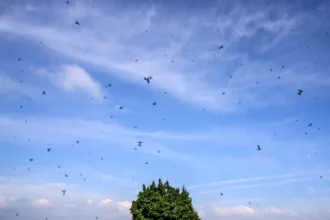Moustiques, moucherons, criquets… Pourquoi les insectes prolifèrent au Maroc
