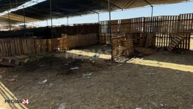 Du jamais vu : À Casablanca, la pénurie de moutons à la veille de l’Aïd suscite interrogations et tensions