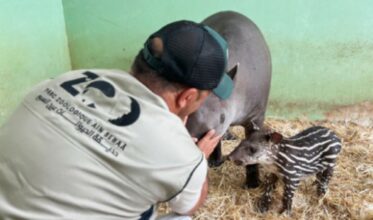 Naissance rare d’un tapir brésilien au Zoo de Aïn Sebaâ à Casablanca