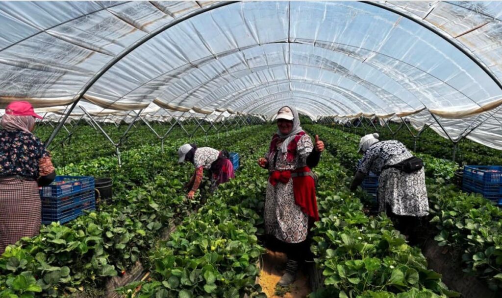 L’Espagne accélère le recrutement de travailleurs marocains dans les secteurs en tension.